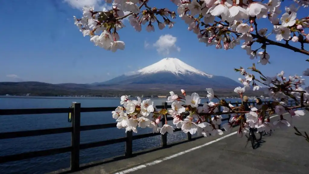 注册日本商标有哪些坑？风火跨境为你详细解读